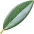 Olive leaf